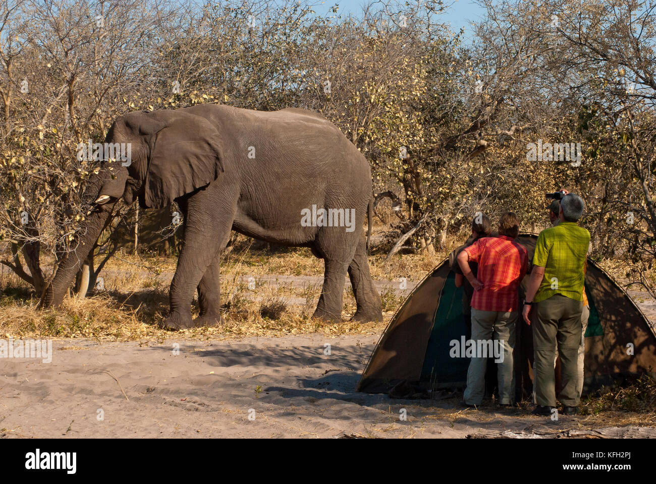Visite de l'éléphant Savuti Camping le Parc National de Chobe, au Botswana Banque D'Images