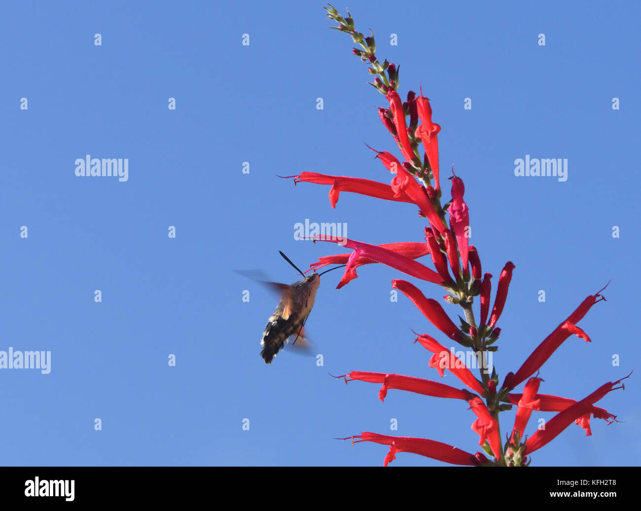 Un sphynx colibri (Macroglossum stellatarum) plane tout en se nourrissant de nectar de fleurs tubulaires rouge salvia. Dartmouth Devon, Royaume-Uni. Banque D'Images