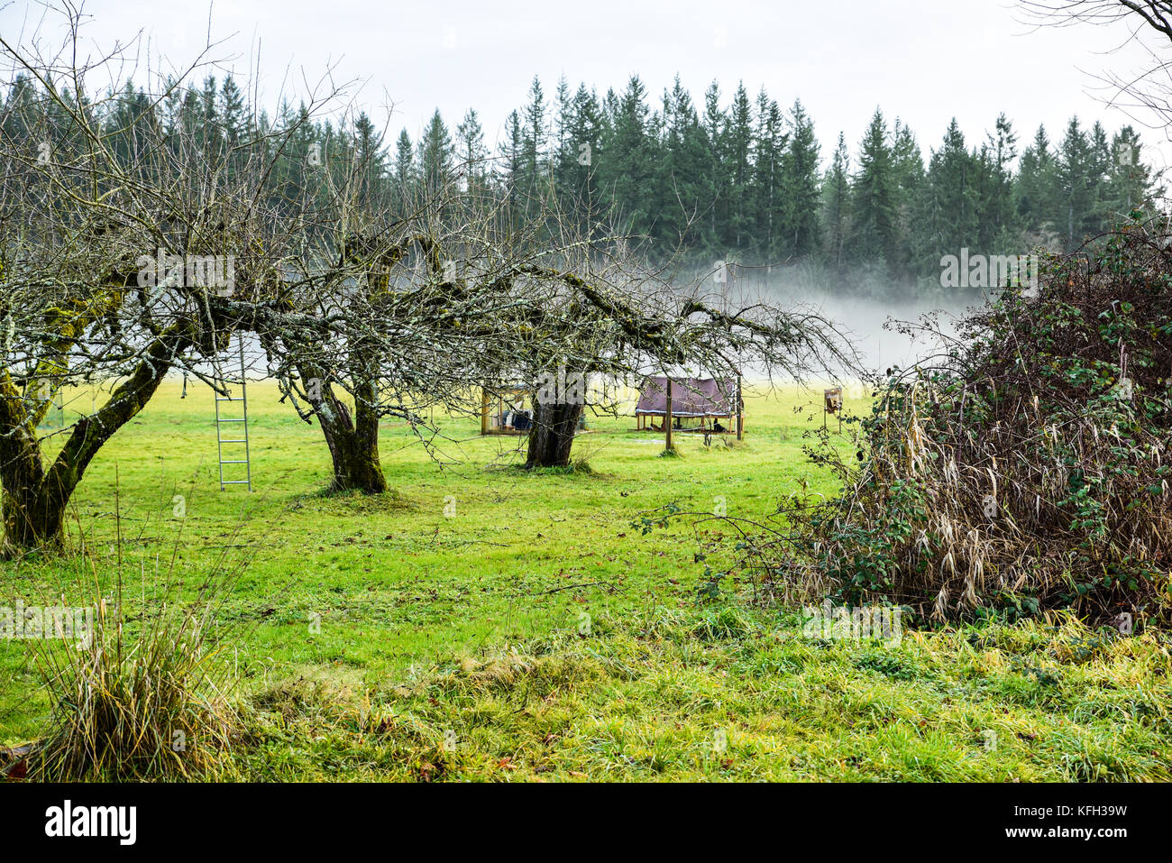 Apple orchard brouillard dans skagit comté - à la mi-janvier, le brouillard s'installe sur un verger de pommiers dans une ferme de la vallée Skagit. Banque D'Images