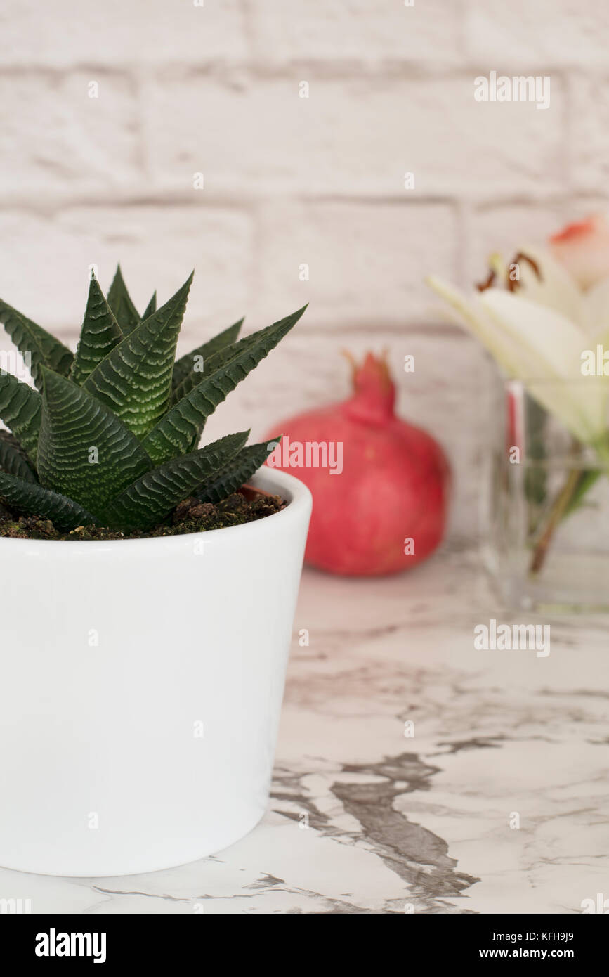 Aloe succulentes dans un pot blanc Banque D'Images