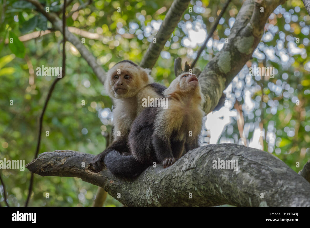 Singe blanc ou Capuchin Monkey mère et son enfant dans la forêt de l'île de Roatan Banque D'Images