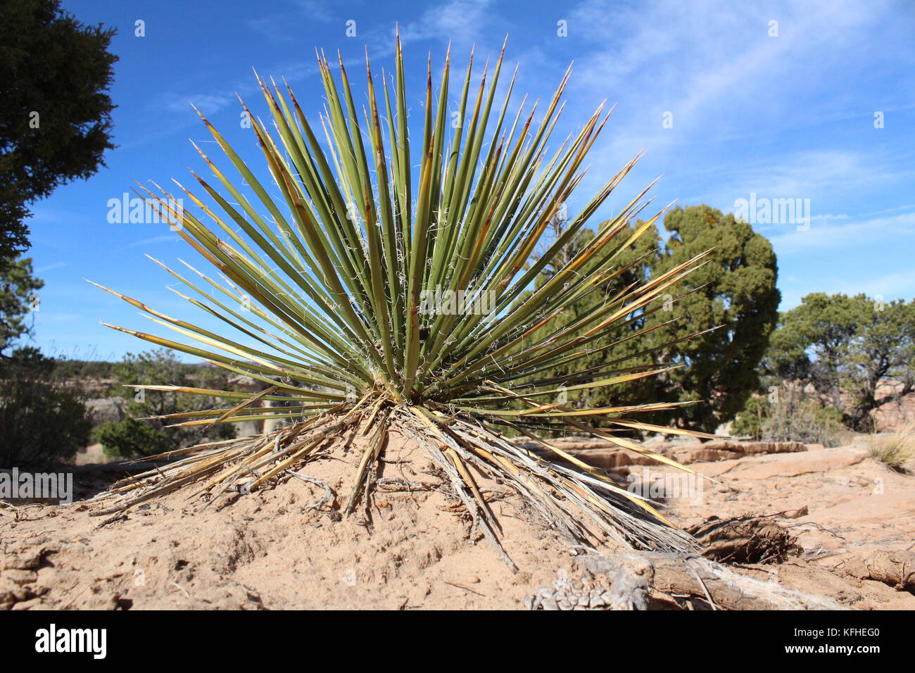 Feuilles étroites yucca plante dans le Colorado dessert Banque D'Images