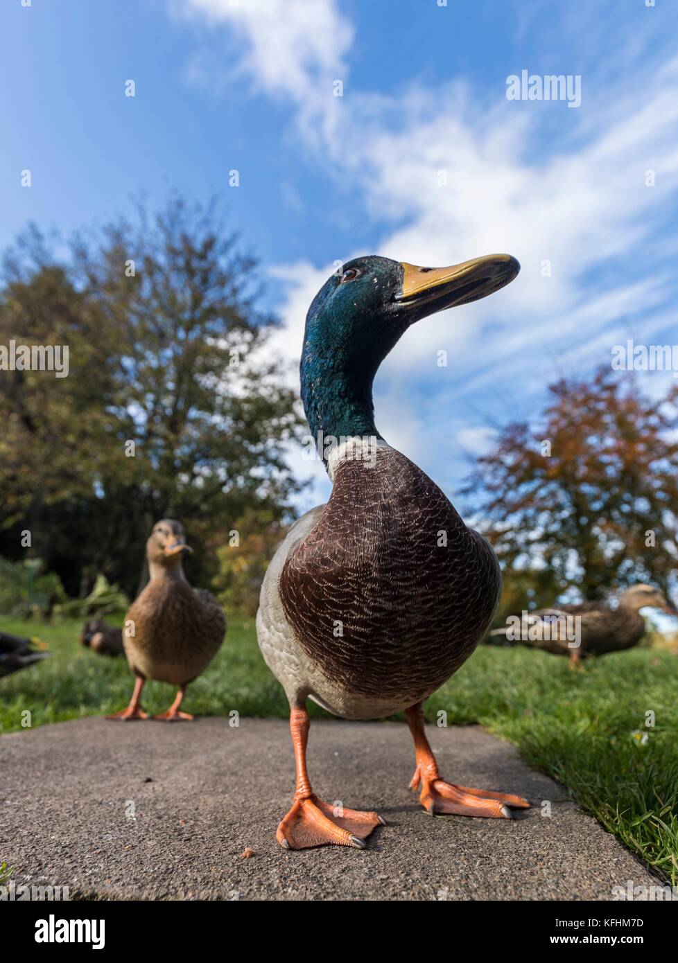 Dunblane, UK. 29 oct, 2017. Une famille de canards faire une promenade dans le parc près de Dunblane dans stirlingshire credit : riche de Dyson/Alamy live news Banque D'Images