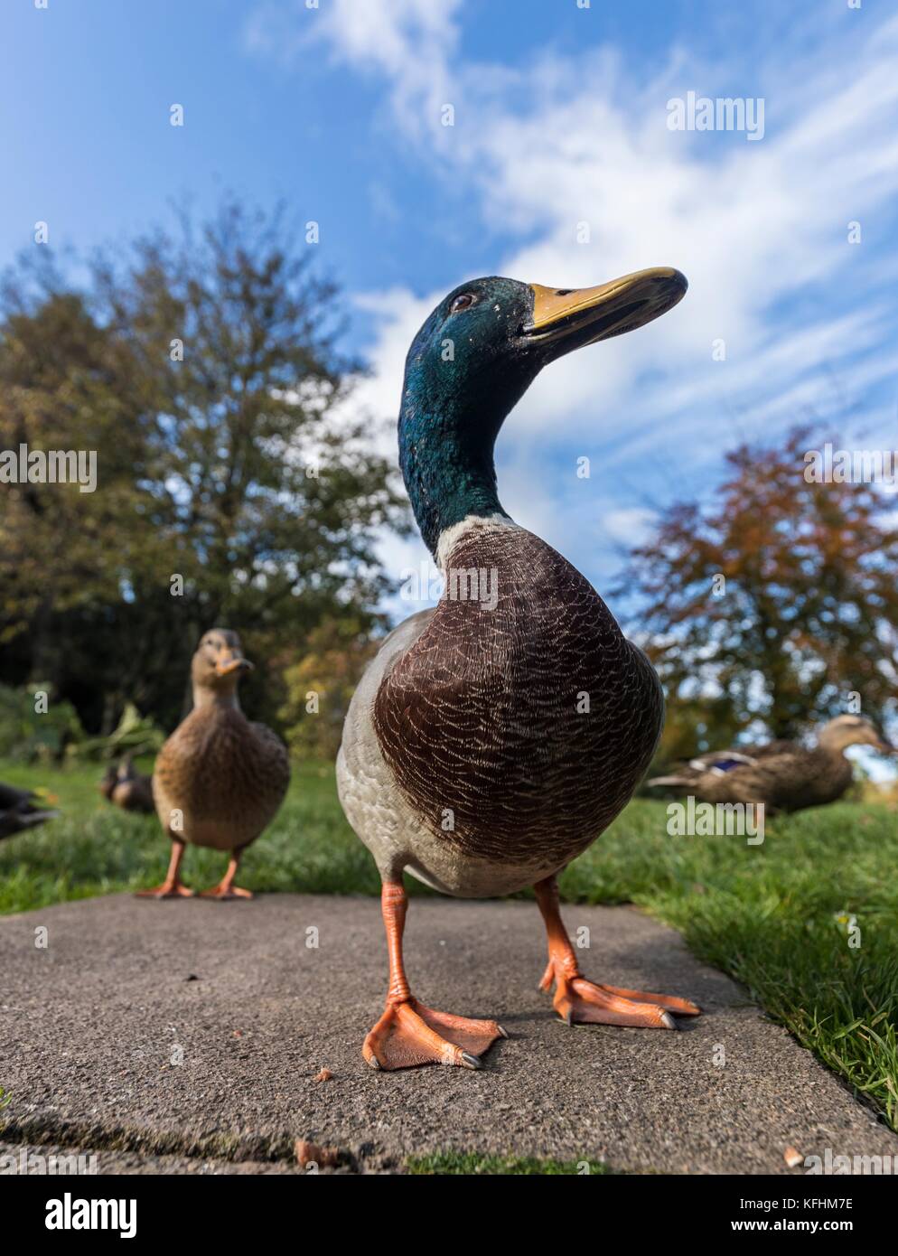 Dunblane, Royaume-Uni. 29th octobre 2017. Une famille de canards promenez-vous dans le parc près de Dunblane à Stirlingshire Credit: Rich Dyson/Alay Live News Banque D'Images