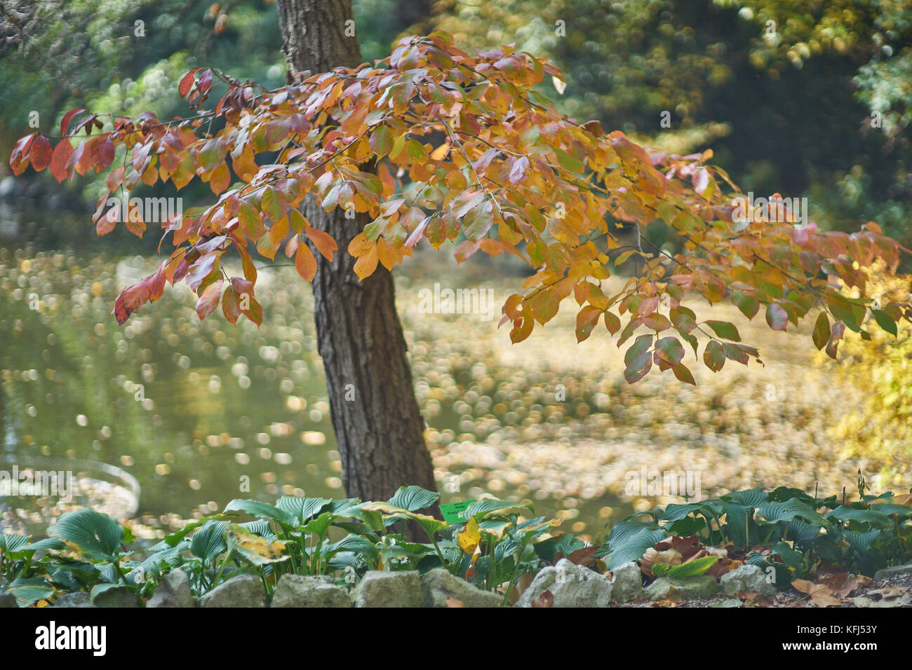 Nyssa sylvatica black tupelo de tupelo blackgum,,de feuilles d'automne sur l'arrière-plan flou mousseux ensoleillée Banque D'Images