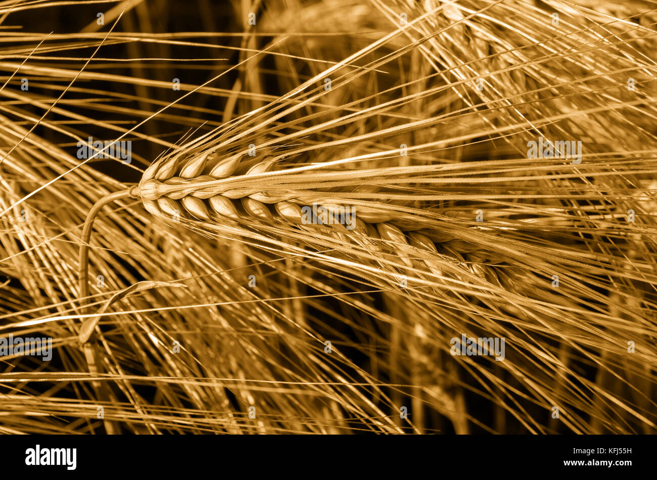 Gros plan de l'oreille de l'orge. Détails de l'orge. Banque D'Images