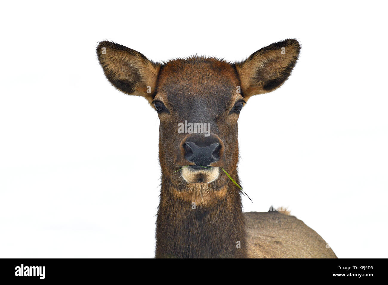 Un close up portrait de la faune des femelles adultes de Wapiti Cervus elaphus ; avec une curieuse expression sur son visage Banque D'Images