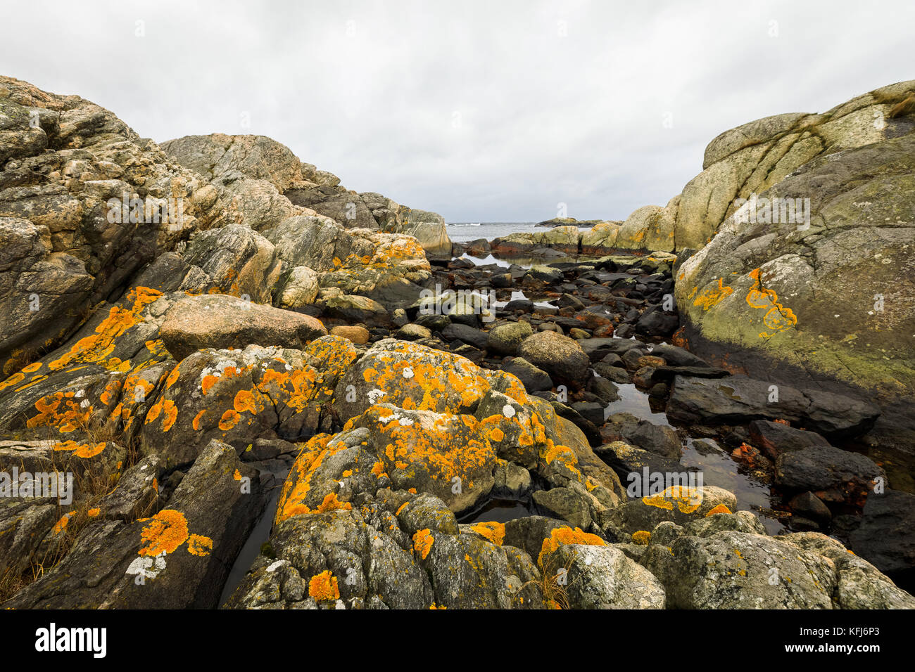 Écailles jaunes, Lichen orange commun - Xanthoria parietina - croissant sur des roches près de l'océan à Kristiansand, Norvège Banque D'Images