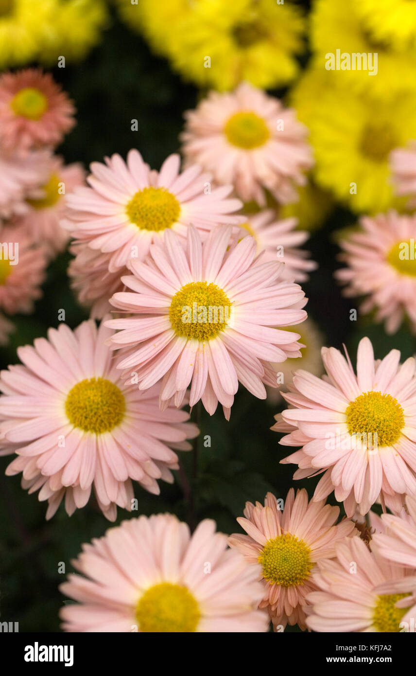 Chrysanthemum 'aline' fleurs. Banque D'Images