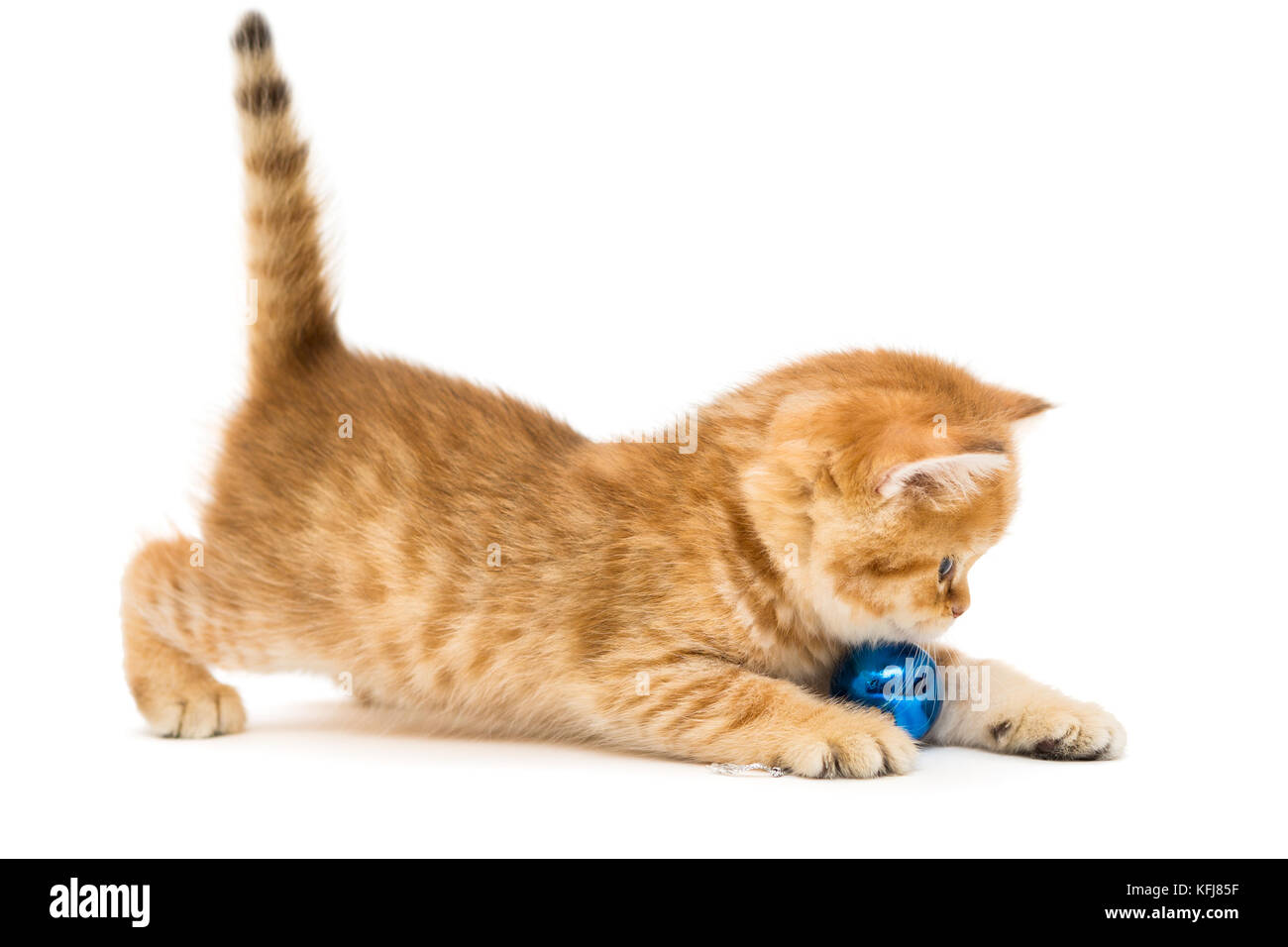 Chaton jouant avec un jouet de noël, isolated on white Banque D'Images