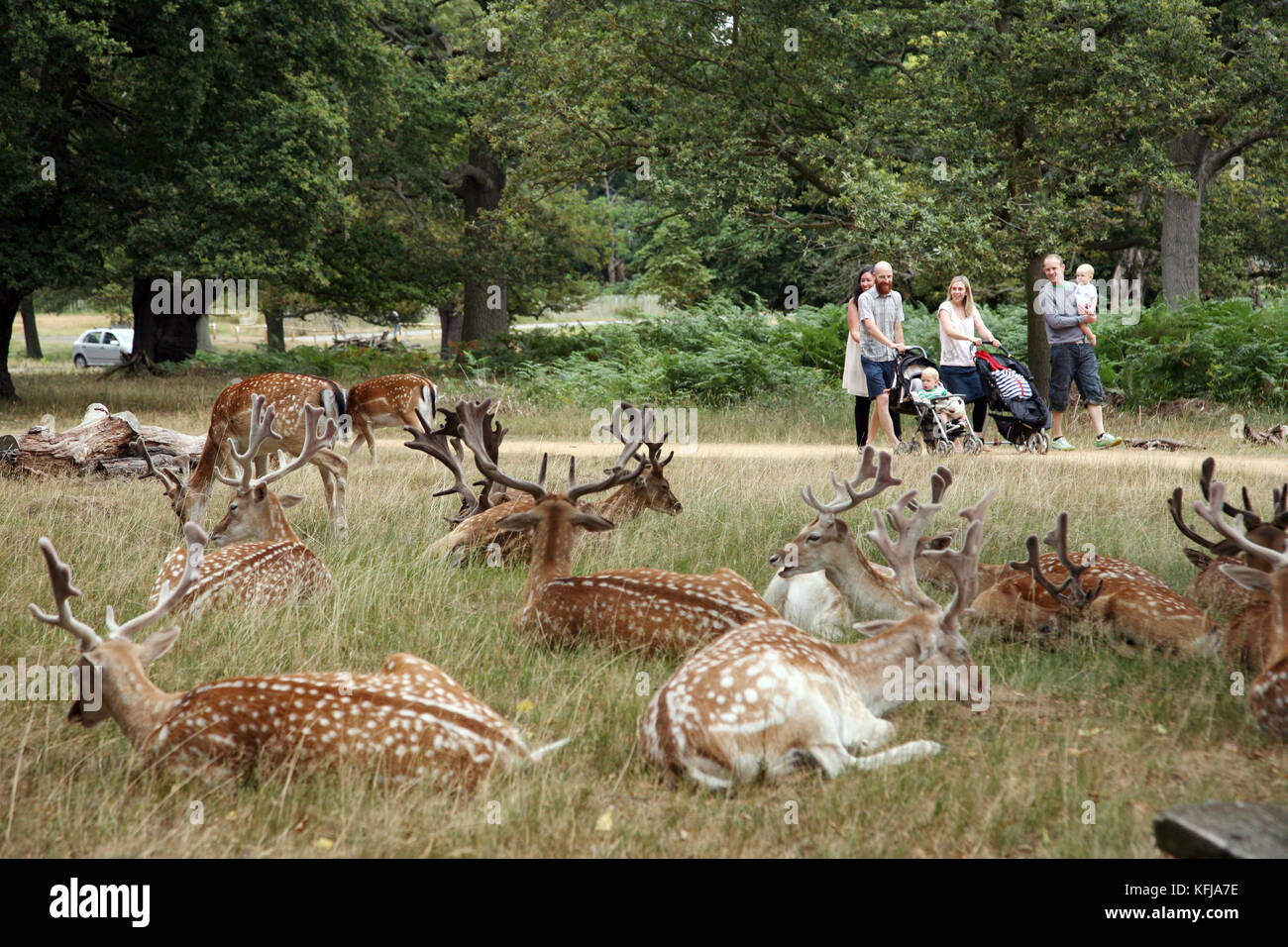 Londres, Royaume-Uni - 03 août 2010 : Groupe de chevreuils et de groupe de balades familiales passent à l'arrière du terrain. Richmond Park est célèbre pour plus de six cents red Banque D'Images