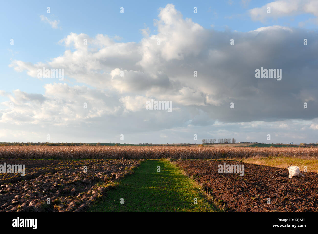 Le maïs mûr sur un domaine rural Banque D'Images