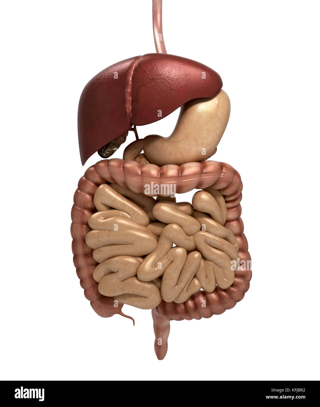 Anatomie humaine coupe du système digestif, y compris la bouche. Les autres organes. rendu 3d. Banque D'Images