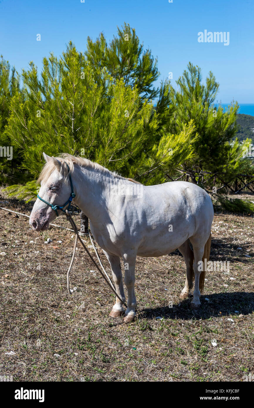 Un cheval blanc se trouve dans le soleil. Peschici et le Parc National du Gargano. L