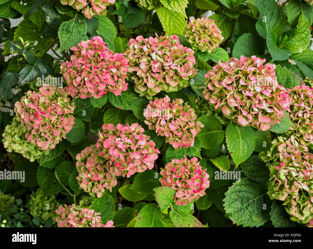 Blooming bush avec de grandes fleurs rouges, gros plan Banque D'Images