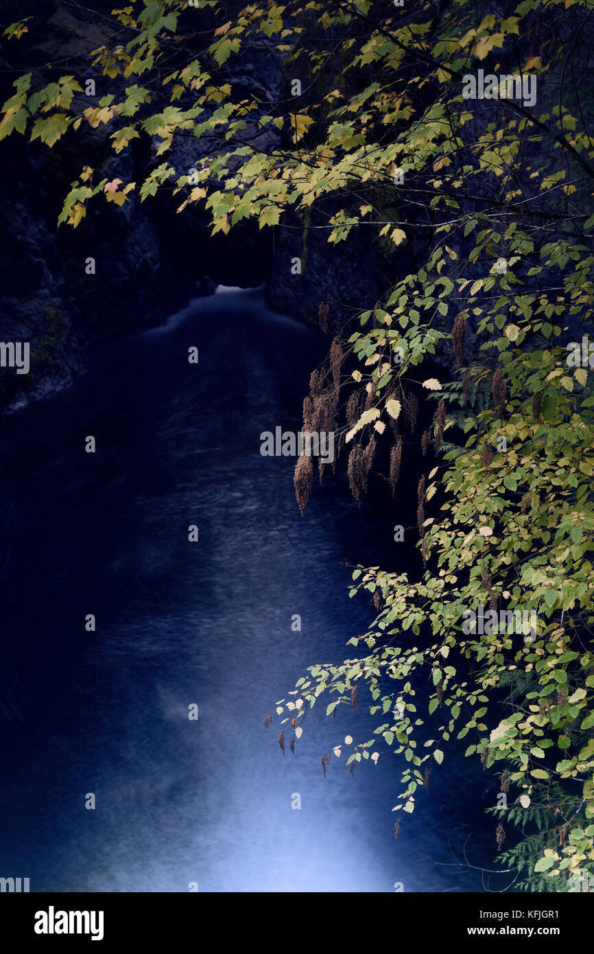 Magnifique paysage de nature artistique d'automne tranquille avec des feuilles d'arbre d'automne jaunes et la rivière Englishman en arrière-plan. Englishman River Falls provincial Banque D'Images