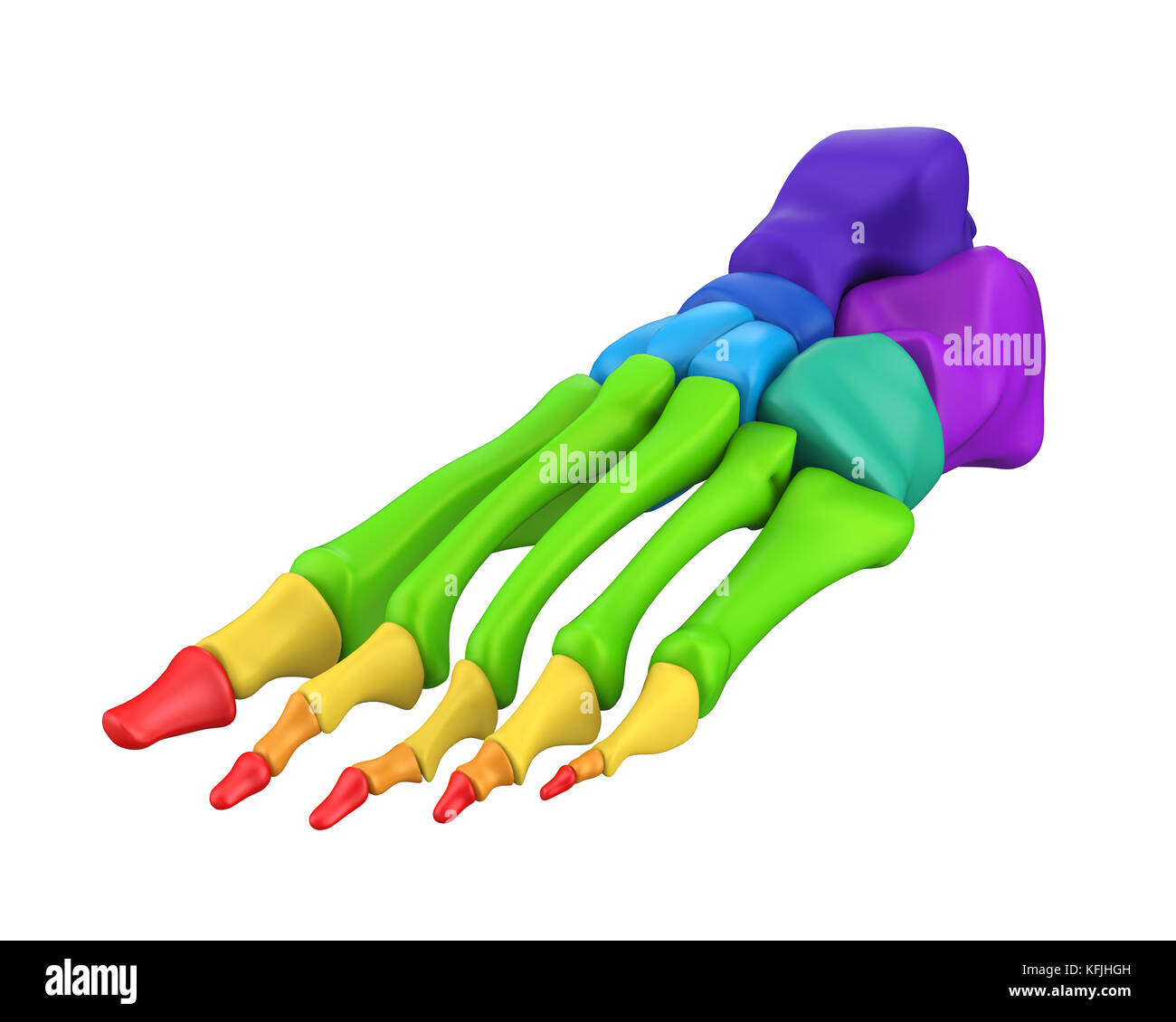 L'anatomie des os du pied isolé Banque D'Images