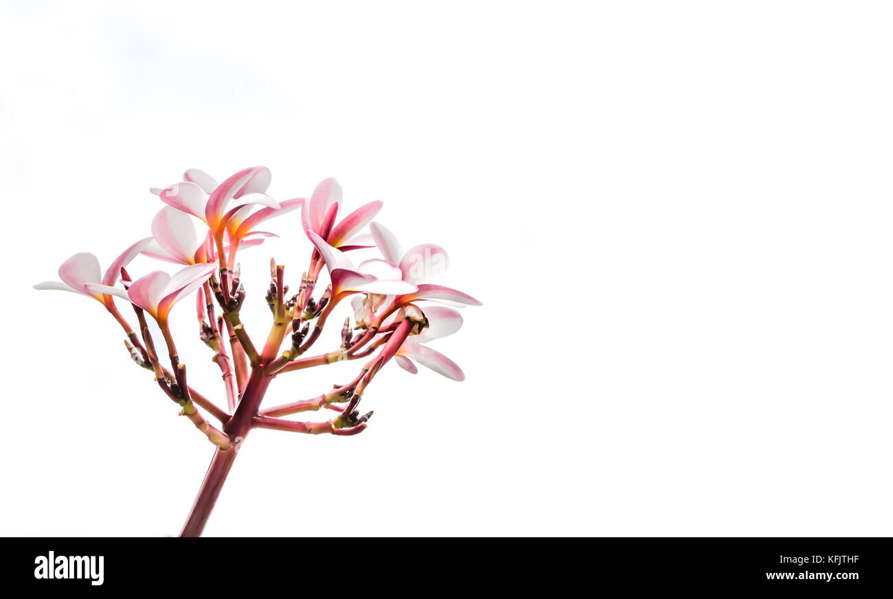 Bouquet de fleurs tropicales pink plumeria avec fond de ciel Banque D'Images