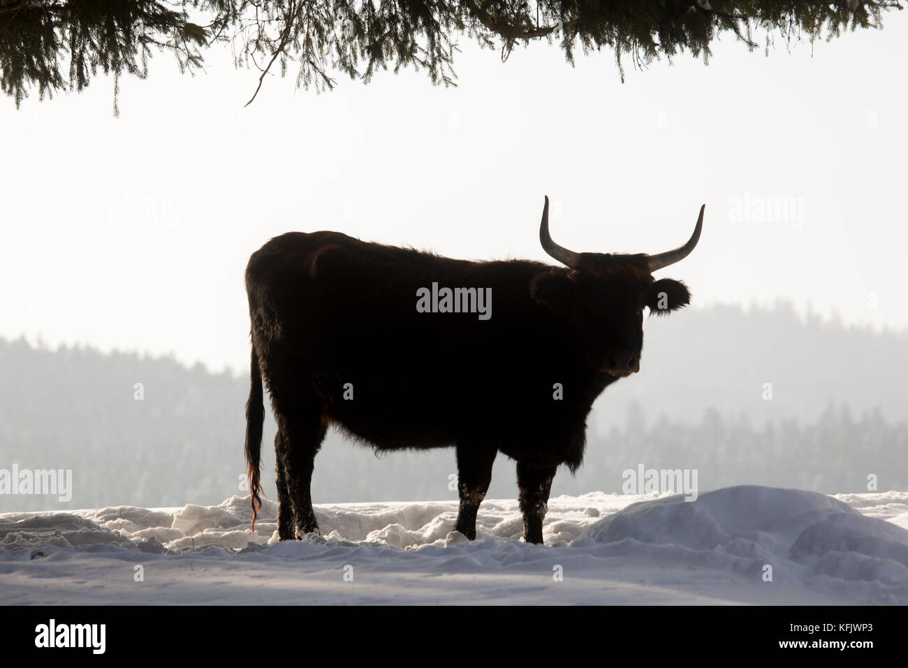 Heck bovins (Bos domesticus) bull dans la neige en hiver Banque D'Images