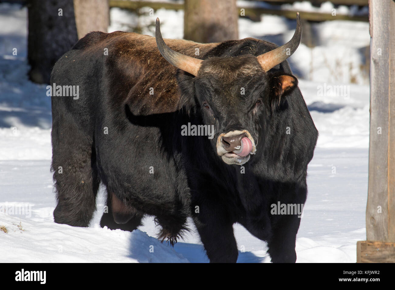 Heck bovins (Bos domesticus) bull léchant le nez dans la neige en hiver Banque D'Images
