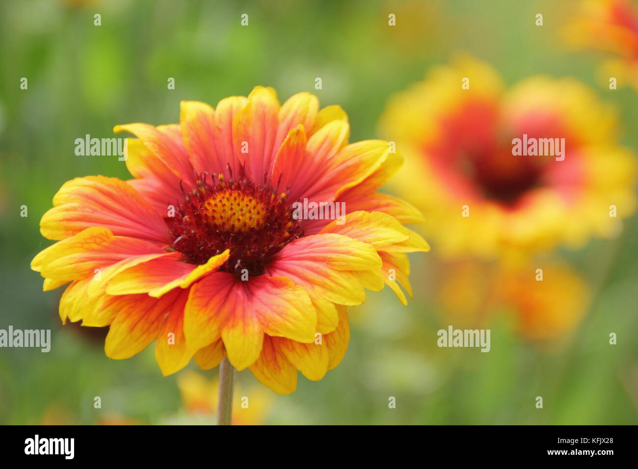 Helianthus annuus 'Sundown' un tournesol annuel, en pleine floraison dans un jardin anglais border à la fin de l'été, UK Banque D'Images