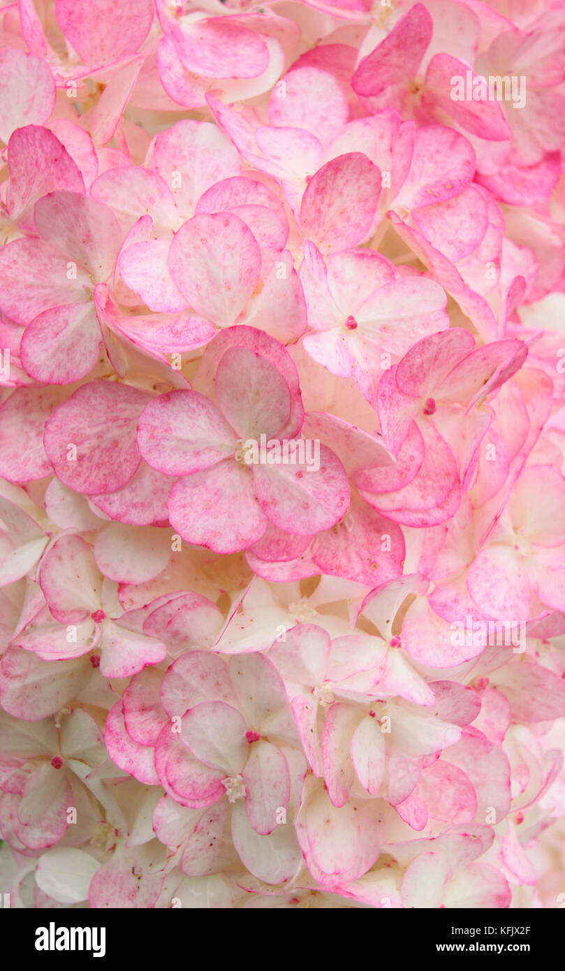 Fleurs voyantes (panicules) d'Hydrangea paniculata 'Vamille Fraise' affichage coloration rose dans un jardin anglais border en été (août), Royaume-Uni Banque D'Images