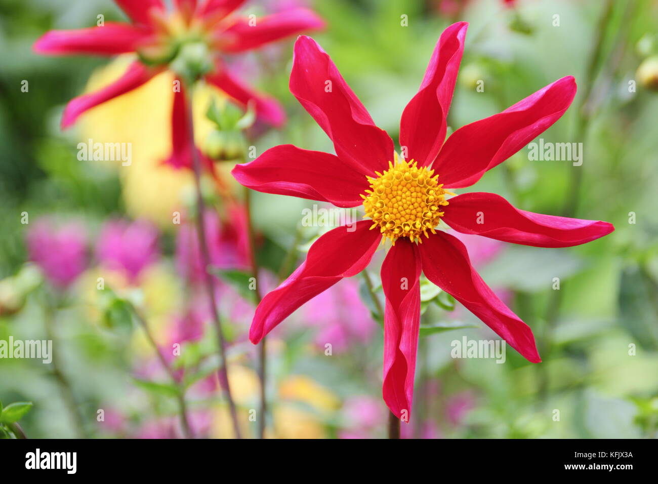 Dahlia Honka, une orchidée rouge dahlia style, en pleine floraison à la frontière d'un jardin anglais, à la fin de l'été, UK Banque D'Images