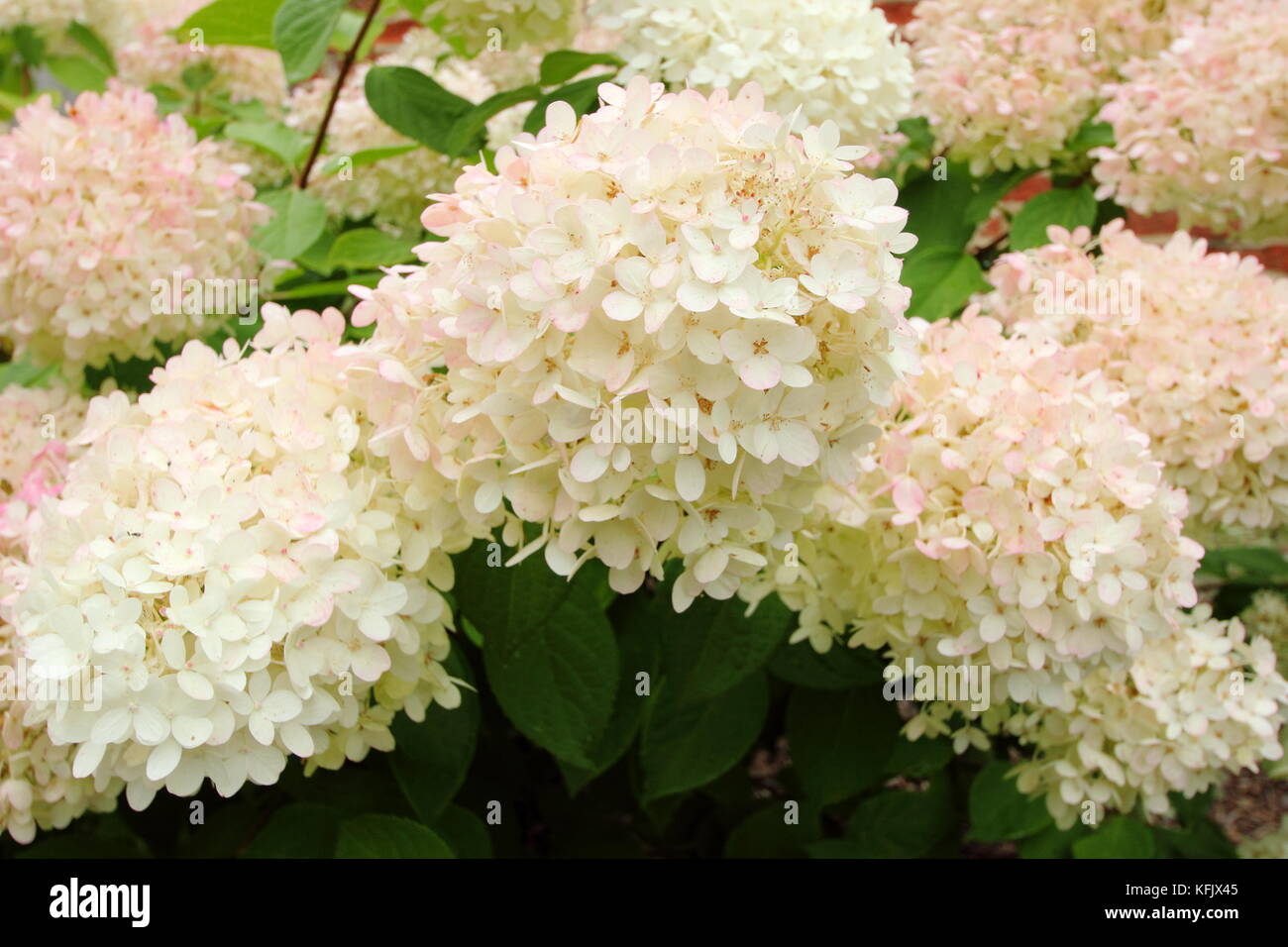 Hydrangea paniculata 'Grandiflora' fleurs (panicules) dans un jardin anglais border en été (août), Royaume-Uni Banque D'Images