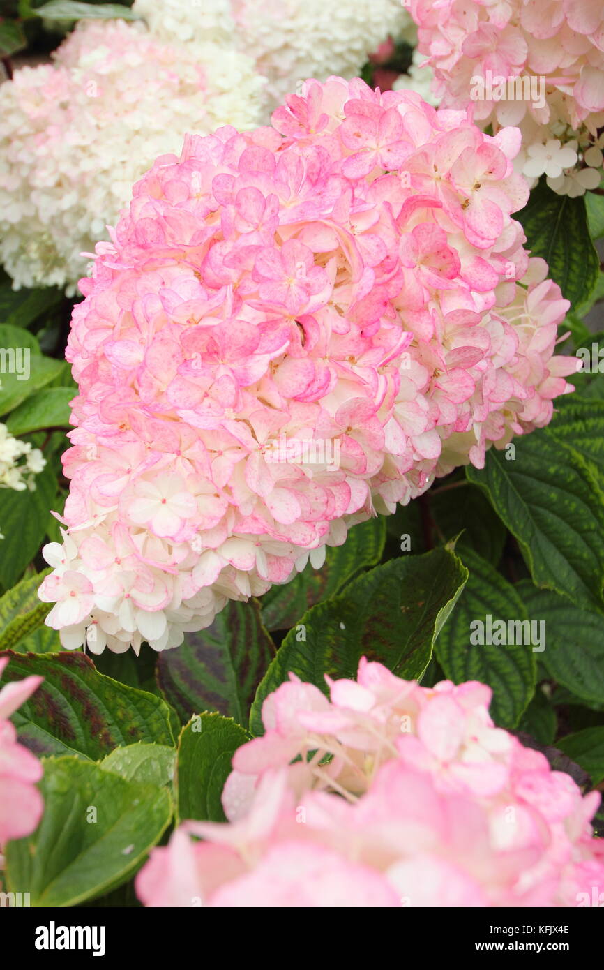 Fleurs voyantes (panicules) d'Hydrangea paniculata 'Vamille Fraise' affichage coloration rose dans un jardin anglais border en été (août), Royaume-Uni Banque D'Images