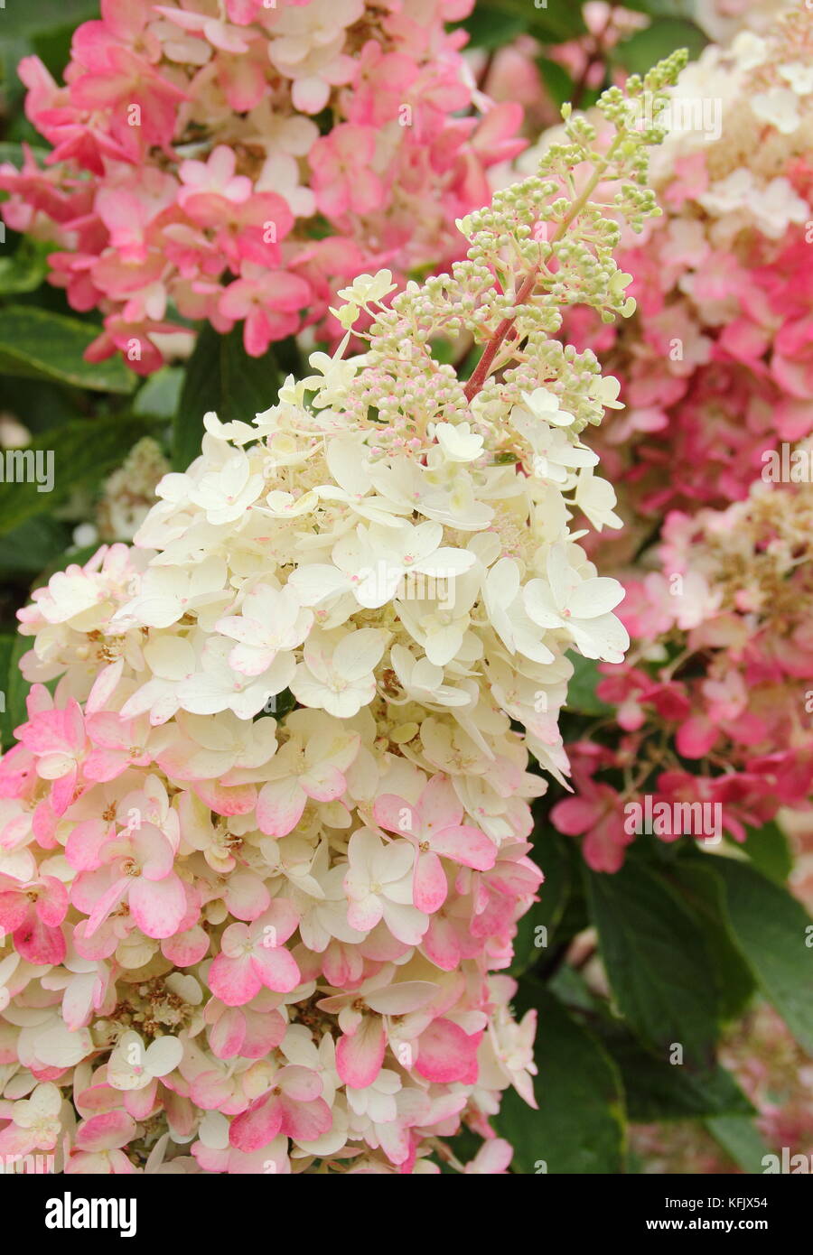 Crème et rose fleurs voyantes (panicules) d'Hydrangea paniculata 'Pinky Winky fleurir dans un jardin anglais en été (août), Royaume-Uni Banque D'Images