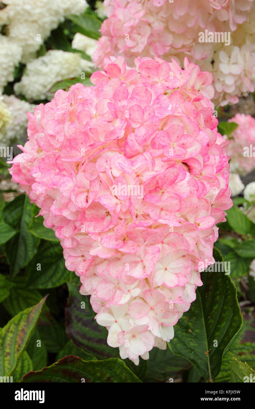 Fleurs voyantes (panicules) d'Hydrangea paniculata 'Vamille Fraise' affichage coloration rose dans un jardin anglais border en été (août), Royaume-Uni Banque D'Images