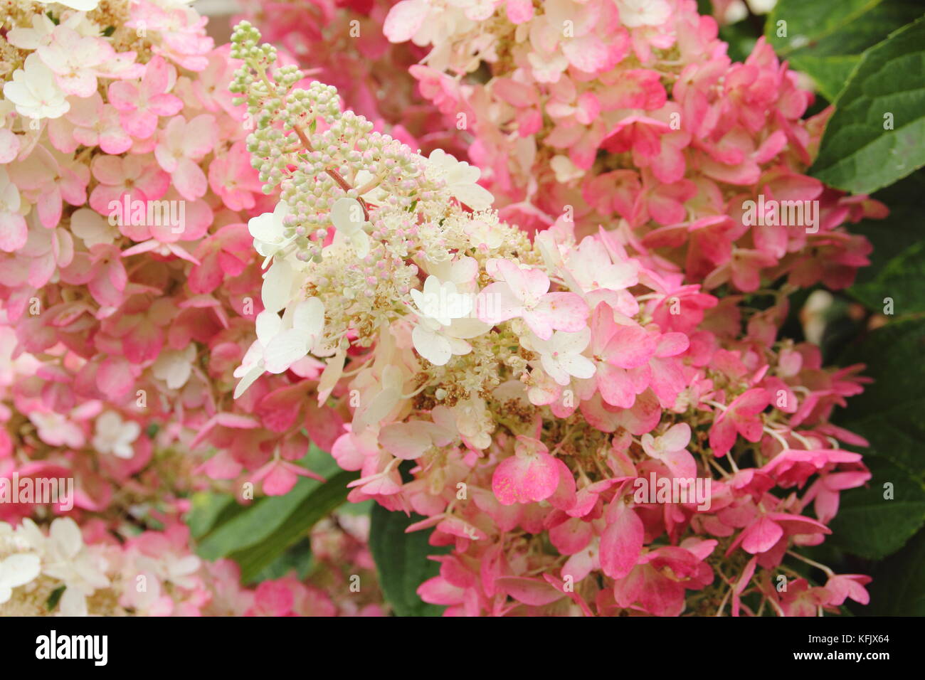 Crème et rose fleurs voyantes (panicules) d'Hydrangea paniculata 'Pinky Winky fleurir dans un jardin anglais en été (août), Royaume-Uni Banque D'Images