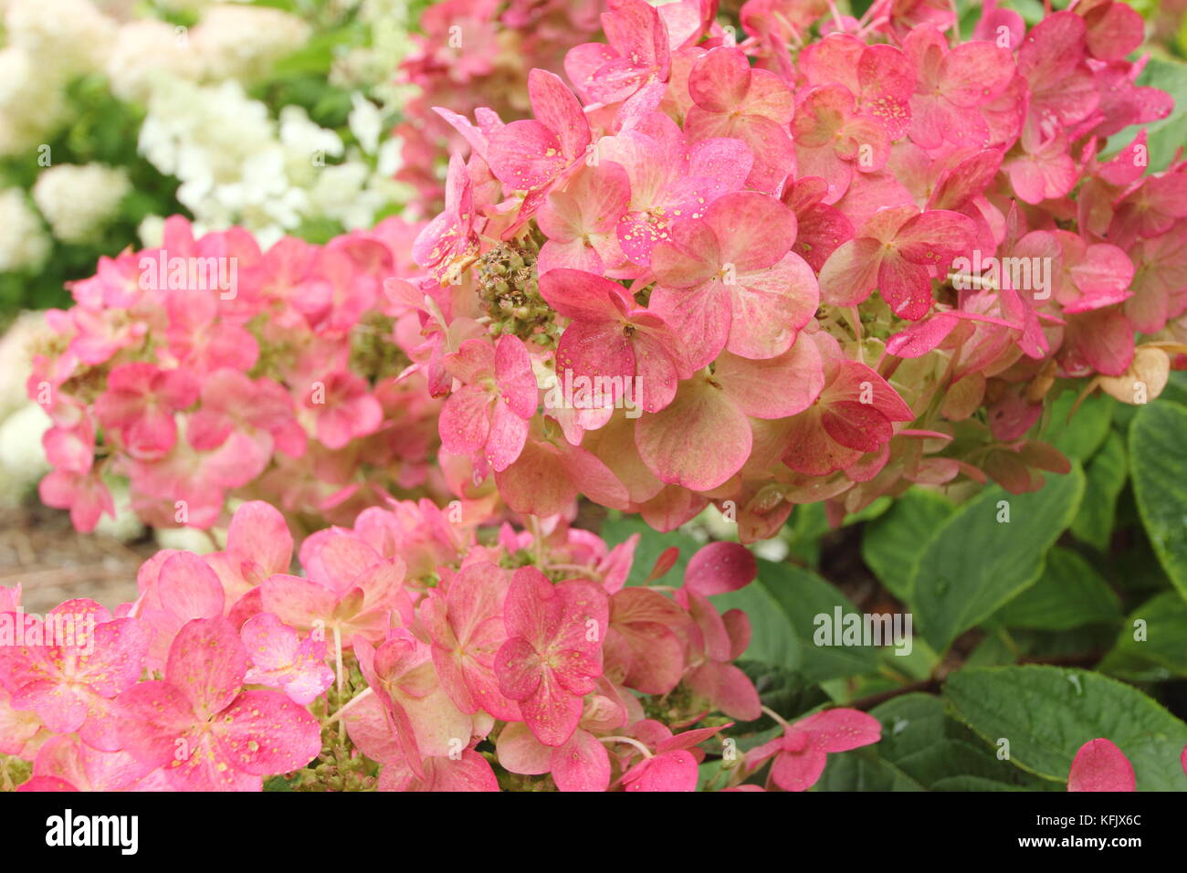 L'Hydrangea paniculata flamme magique' en pleine floraison dans un jardin anglais border en été (août), Royaume-Uni Banque D'Images
