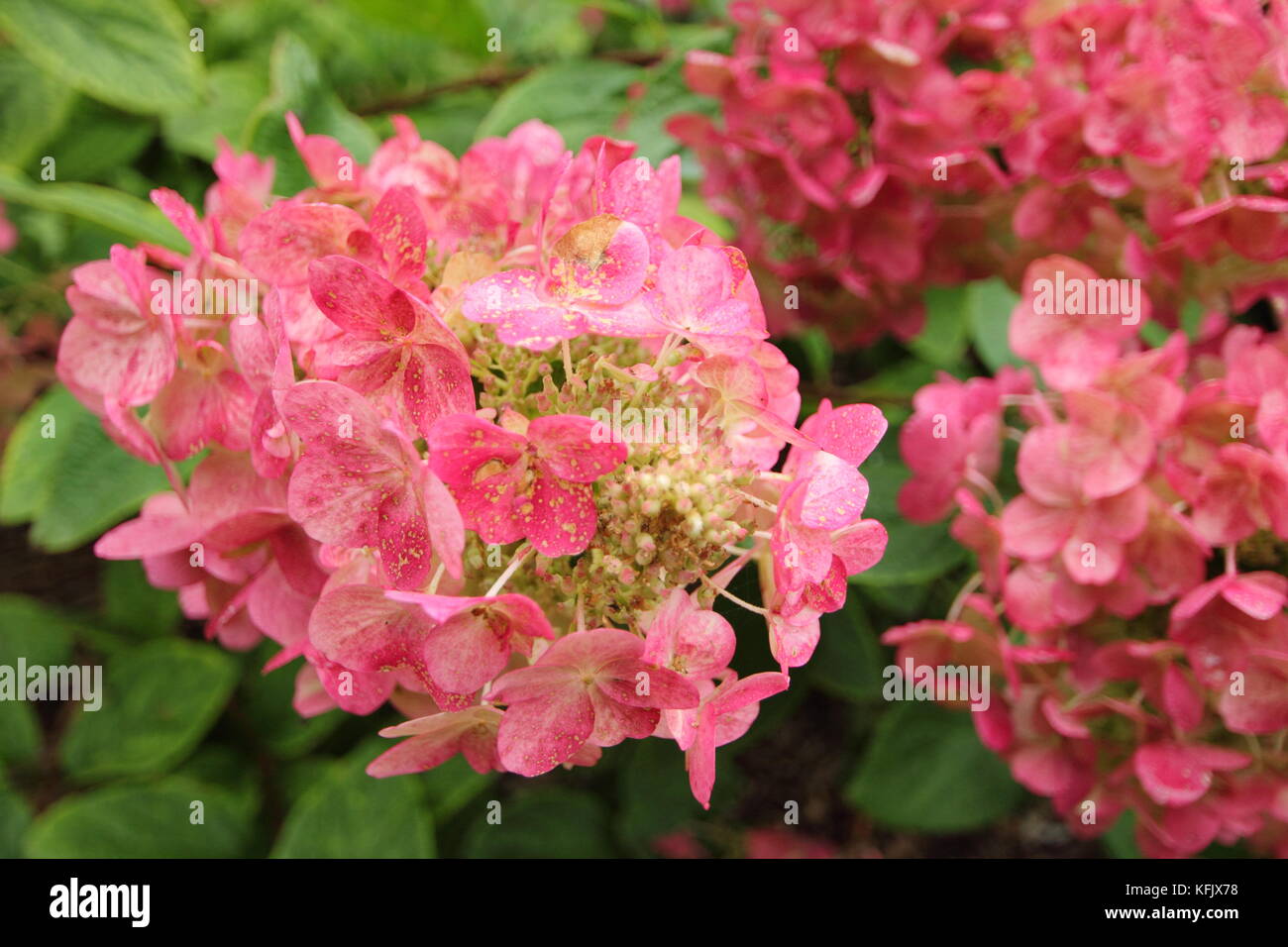 L'Hydrangea paniculata flamme magique' en pleine floraison dans un jardin anglais border en été (août), Royaume-Uni Banque D'Images