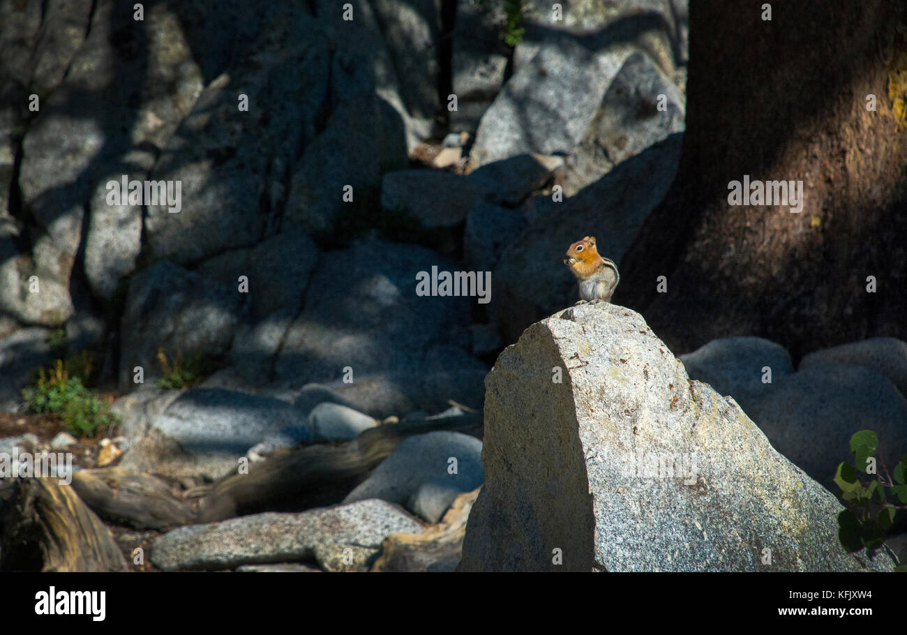 Petit chipmunk assis sur un rocher, est de la Sierra, Californie Banque D'Images