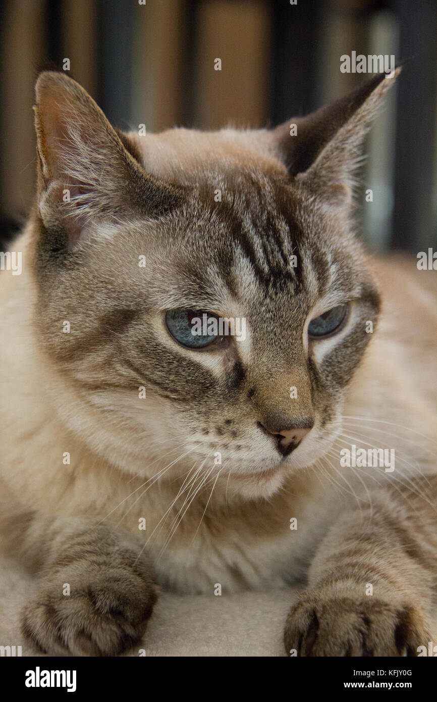 Chat Siamois Tabby Point Photo Stock Alamy