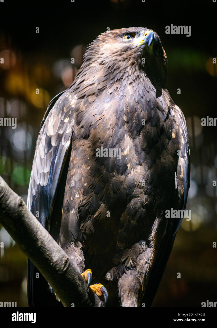 L'Aigle royal (Aquila chrysaetos) sitting on tree Banque D'Images