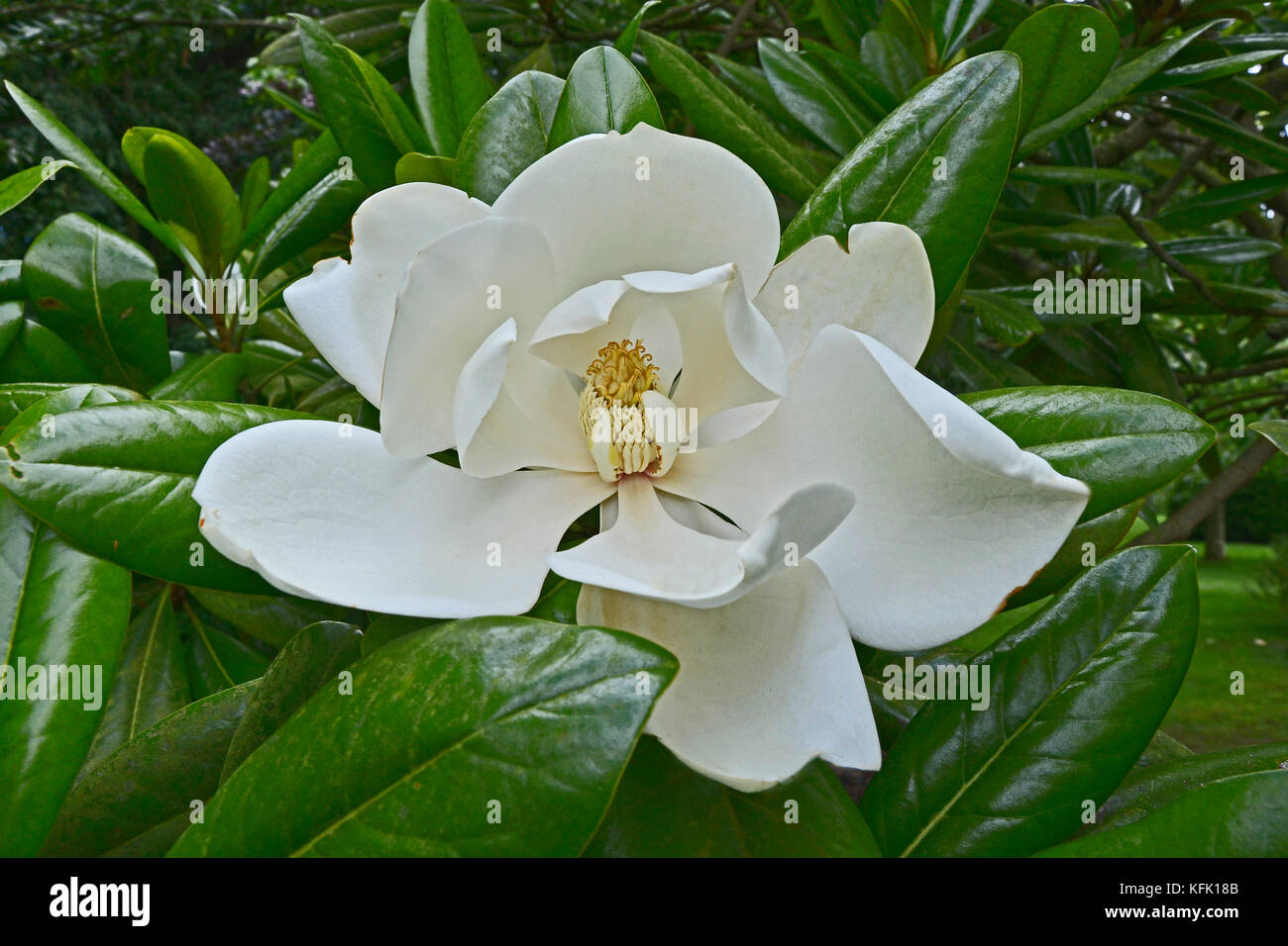 Close up of Magnolia grandiflora avec fleur impressionnant Banque D'Images