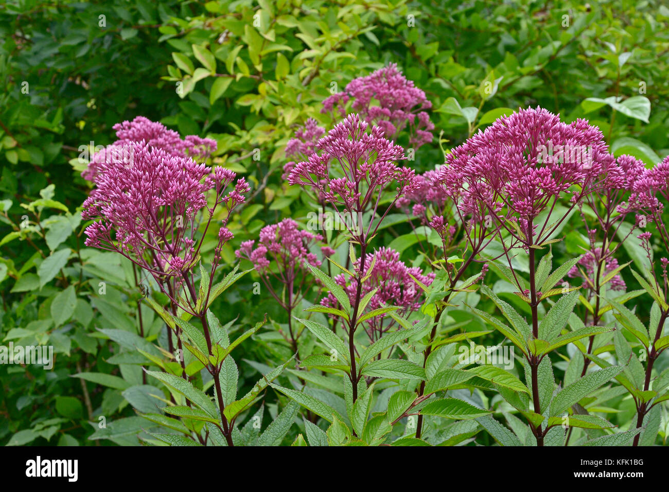 Eupatorium dubium 'baby joe' dans une fleur border Banque D'Images