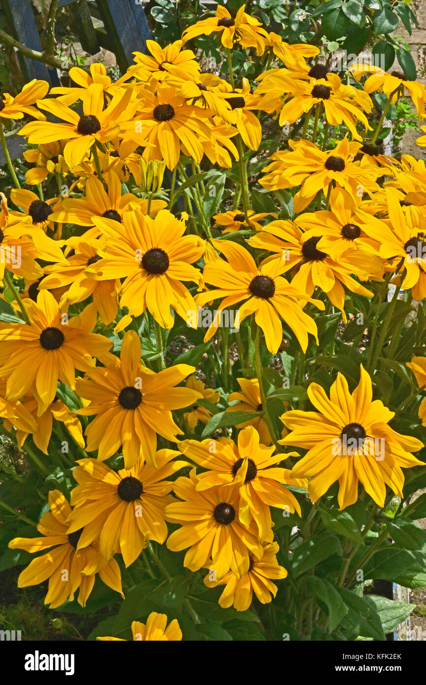 Rudbeckia hirta Black Eyed Susan fleur dans un jardin border Banque D'Images