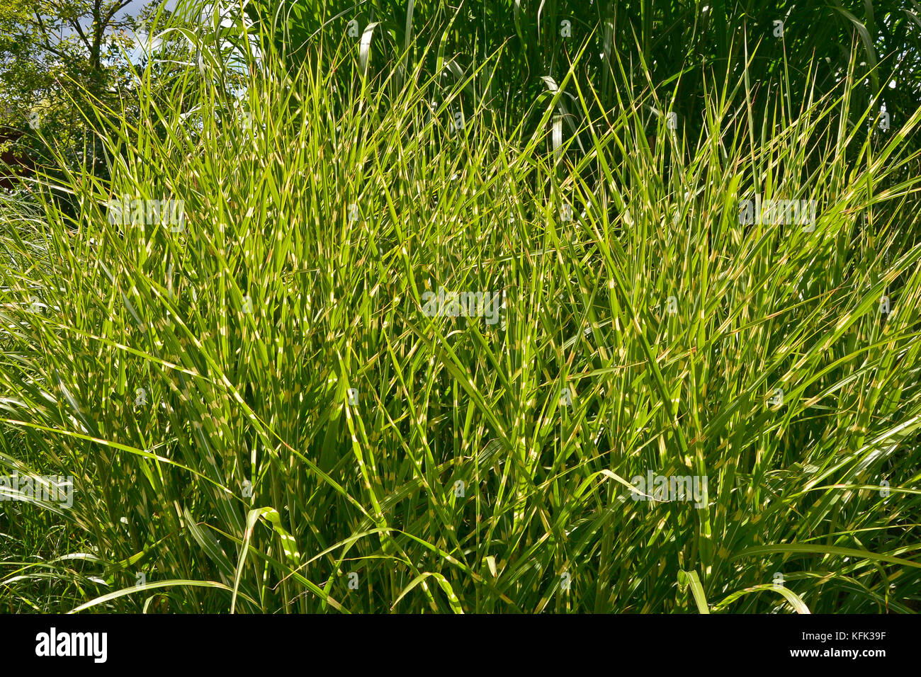 Grass Miscanthus sinensis 'zebrinus' poussant dans une zone d'herbes assortis Banque D'Images