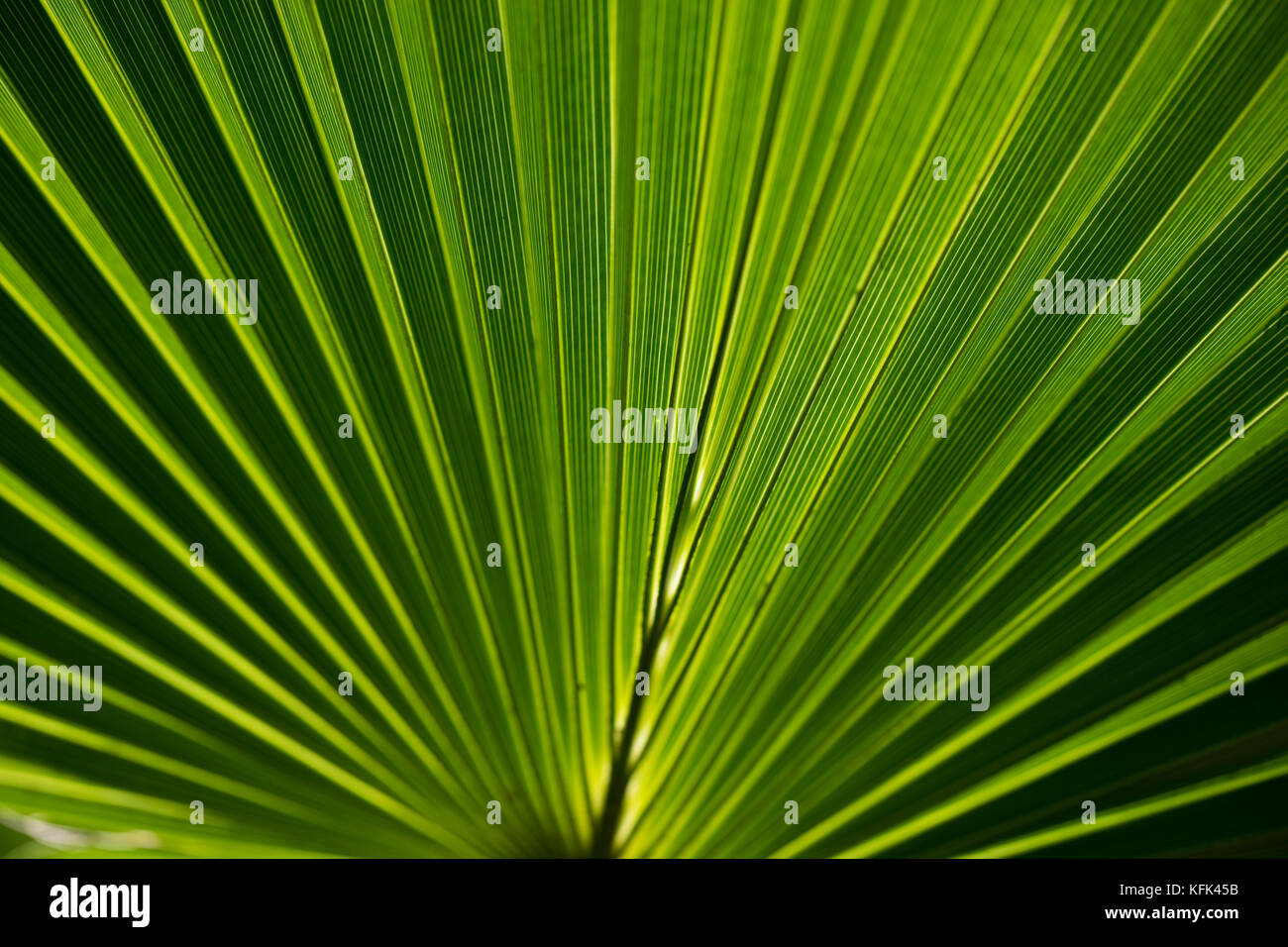 Feuilles de palmier vert Banque D'Images