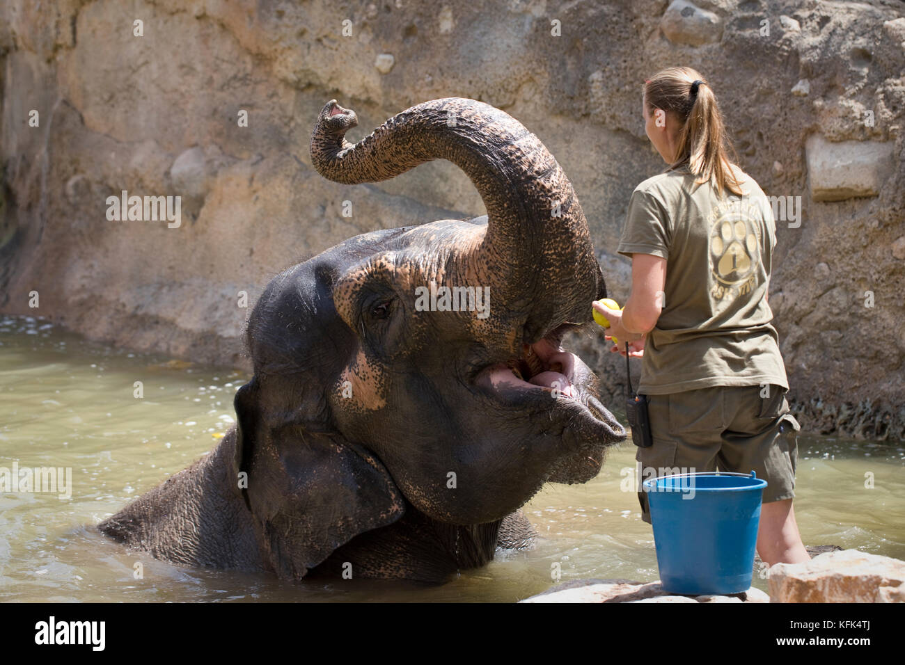 Zoo Keeper pommes d'alimentation à un éléphant en captivité, Espagne Banque D'Images