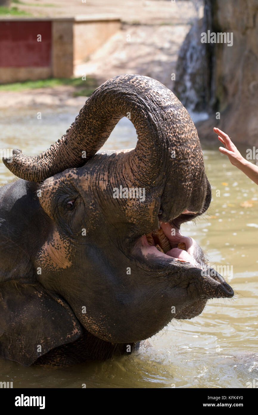 Les éléphants en captivité, Espagne Banque D'Images