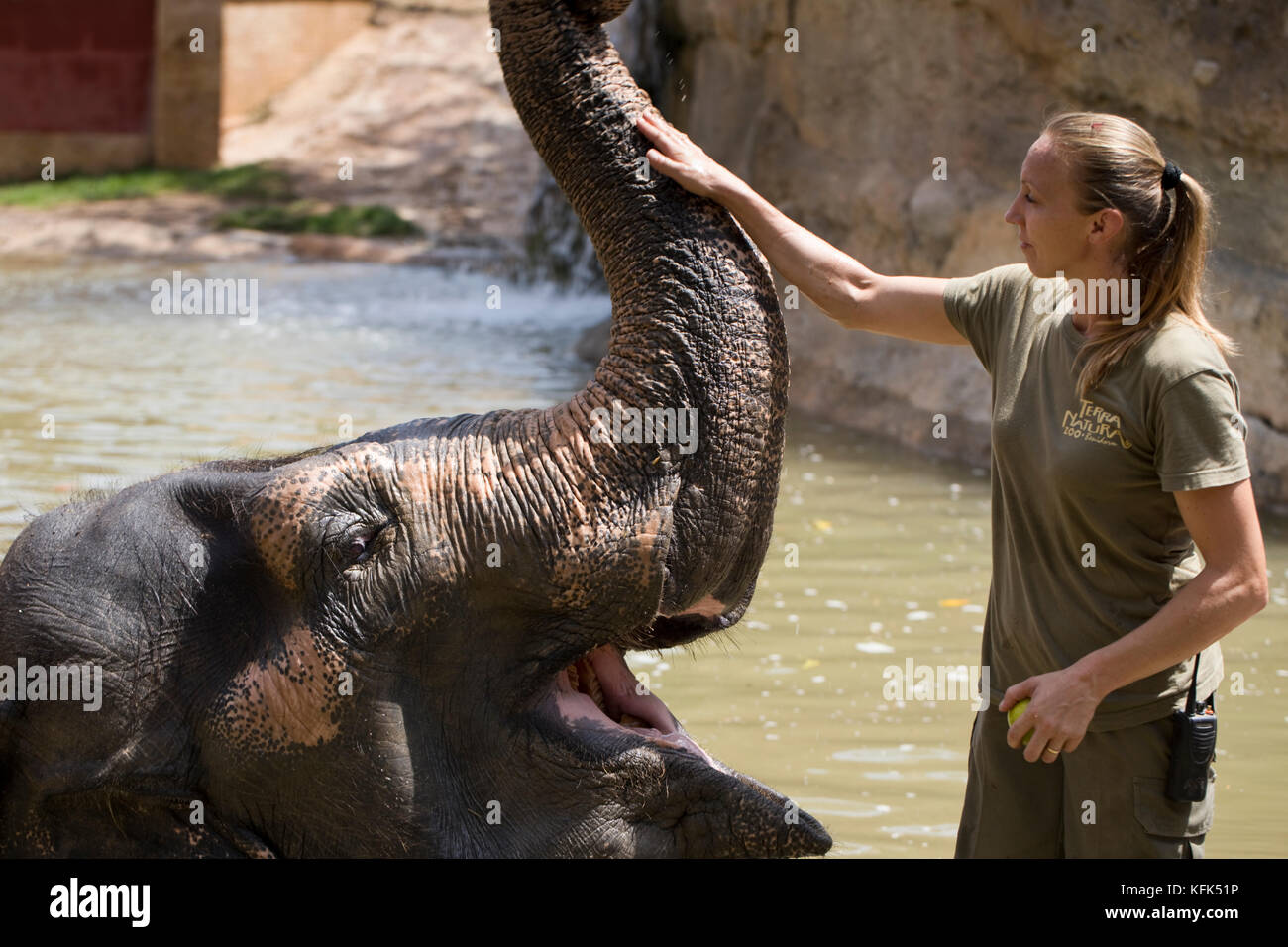 Les éléphants en captivité nourris, Espagne Banque D'Images