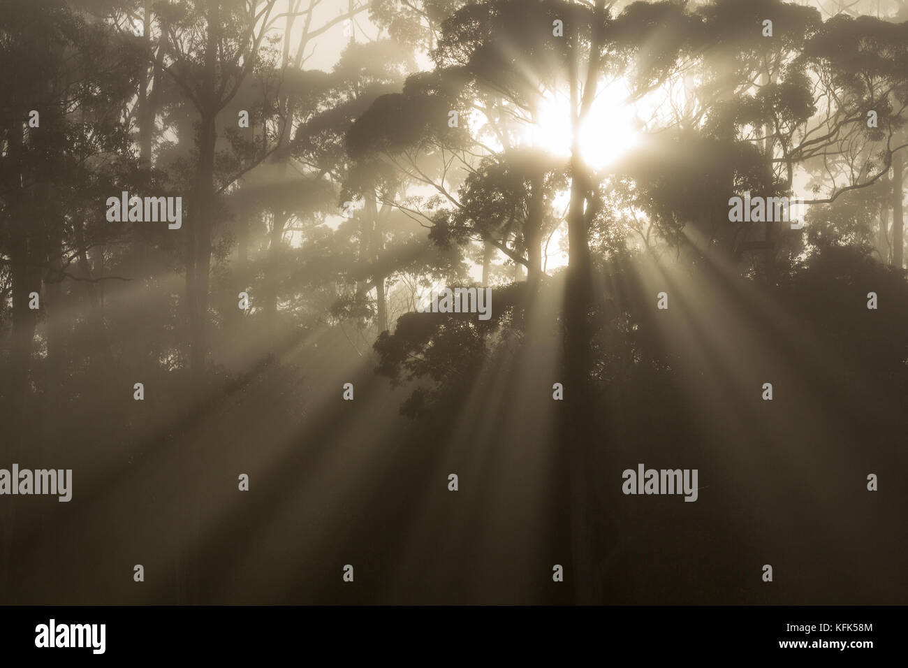 Le soleil traverse les arbres du parc Fowlds, Auckland, Nouvelle-Zélande Banque D'Images