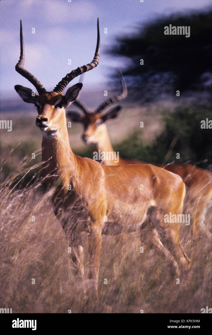 Les impalas dans la réserve Masai Mara, Kenya Banque D'Images