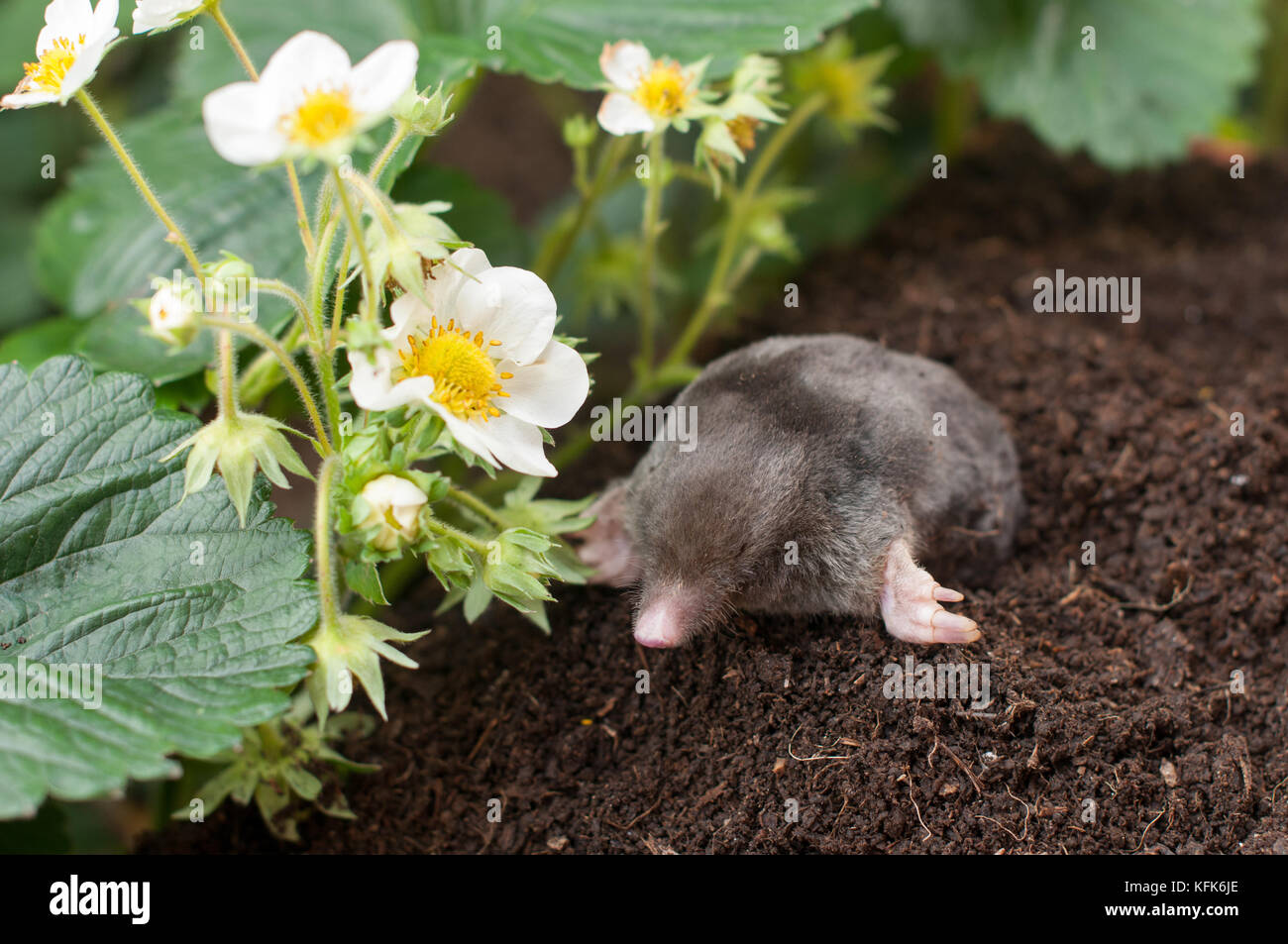 Mole hors du trou- in vegetable garden Banque D'Images
