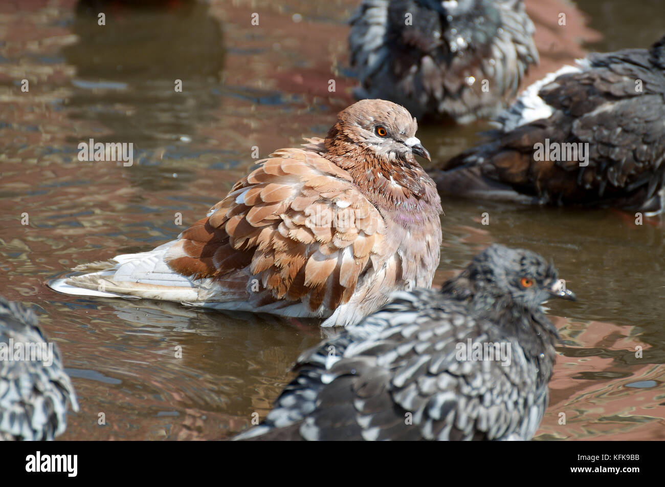 Sur une chaude journée ensoleillée pigeons echelle dans une flaque d'eau. Banque D'Images