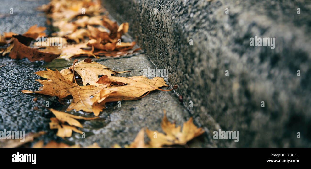 Des feuilles sèches d'érable tombé sur la route à l'automne Banque D'Images